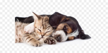 Basset Hound Persian cat Kitten Puppy Ferret - Cute pet cats and dogs 