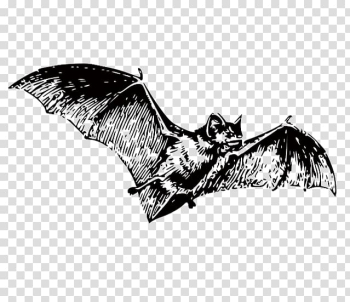 Bat Black and white , bat transparent background PNG clipart Bat Black and white , bat transparent background PNG clipart
