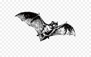 Bat Black and white Clip art - bat Bat Black and white Clip art - bat
