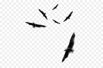 Bat flight Bat flight Clip art Image - bat 
