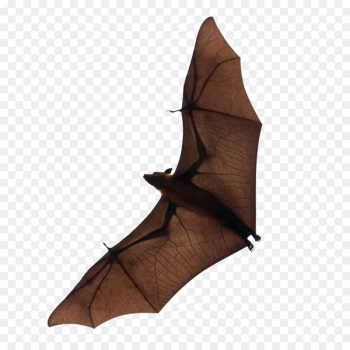 Bat Flight Download - bat 