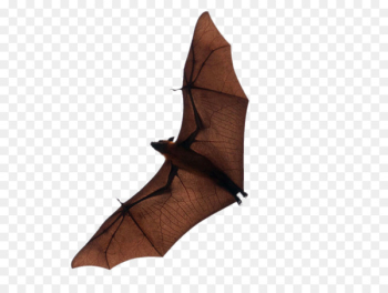 Bat Flight Download - Flying bat 