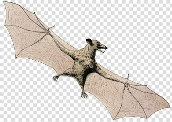 Bat Flying foxes Animal Bee, bat transparent background PNG clipart Bat Flying foxes Animal Bee, bat transparent background PNG clipart