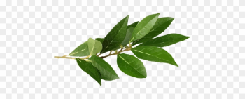 Bay Leaf Herb Illustration Transparent Png - Herb Bay Leaf Herb Illustration Transparent Png - Herb