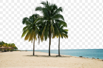 Beach border png, tropical nature, | Free PNG - rawpixel Beach border png, tropical nature, | Free PNG - rawpixel