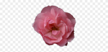 Beach Rose Beach Rose
