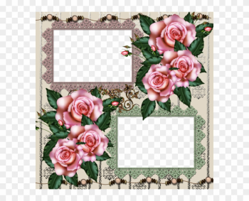 Beach Rose Beach Rose