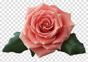 Beach rose China rose Flower Petal Pink, flower transparent background PNG clipart Beach rose China rose Flower Petal Pink, flower transparent background PNG clipart