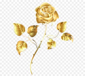Beach rose Download - Golden Rose Beach rose Download - Golden Rose