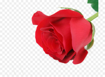 Beach rose Flower - A rose Beach rose Flower - A rose