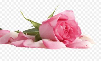 Beach rose Flower Pink Color Petal - rose Beach rose Flower Pink Color Petal - rose