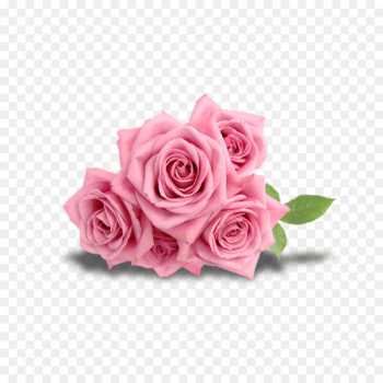 Beach rose Flower Pink - Rose gift Beach rose Flower Pink - Rose gift