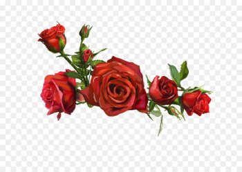 Beach rose Flower Yellow Wallpaper - Red Rose Pictures Beach rose Flower Yellow Wallpaper - Red Rose Pictures