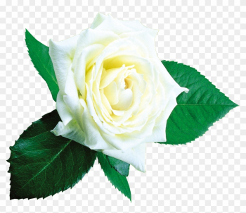 Beach Rose Garden Roses Flower Centifolia Roses - Rose Beach Rose Garden Roses Flower Centifolia Roses - Rose