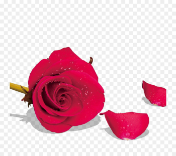 Beach rose Garden roses Petal Flower - Rose Beach rose Garden roses Petal Flower - Rose