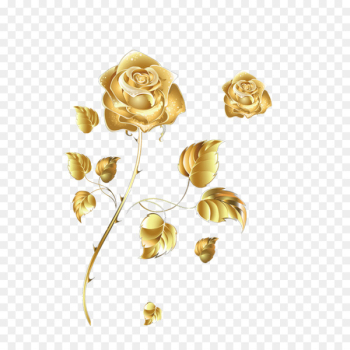 Beach rose Golden Rose Color - Golden Rose Beach rose Golden Rose Color - Golden Rose