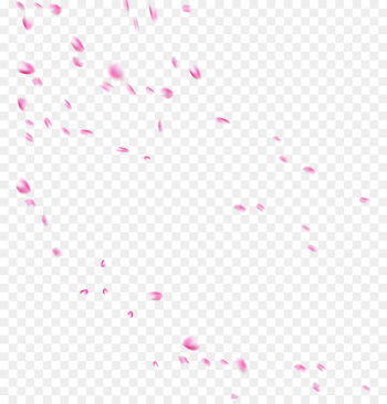 Beach rose Petal Drop Flower - Beautiful pale pink petals falling 