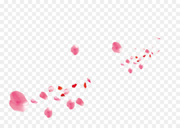 Beach rose Petal Pink Flower - Pink rose petals Beach rose Petal Pink Flower - Pink rose petals