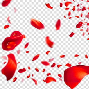 Beach rose Petal Red Flower, Rose petal transparent background PNG clipart Beach rose Petal Red Flower, Rose petal transparent background PNG clipart