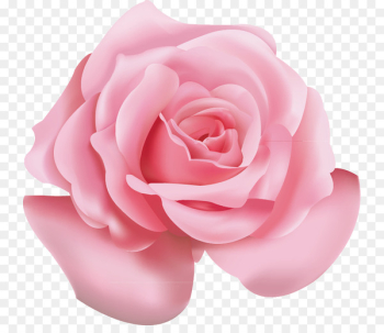 Beach rose Pink Flower Icon - Pink roses 