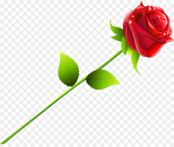 Beach rose Red - rose vector Beach rose Red - rose vector