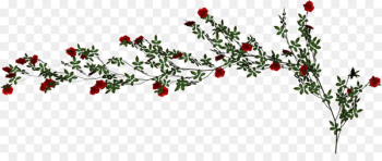 Beach rose Vine - Rose Vine Beach rose Vine - Rose Vine