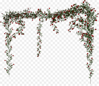 Beach rose Vine - Rose Vine Beach rose Vine - Rose Vine