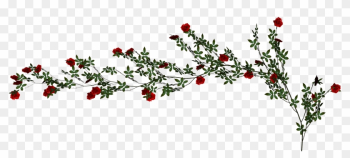 Beach Rose Vine - Rose Vine Transparent Beach Rose Vine - Rose Vine Transparent