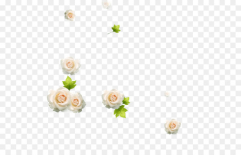 Beach rose White Download - White Rose Beach rose White Download - White Rose