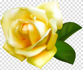 Beach rose Yellow Garden roses Flower , yellow rose transparent background PNG clipart