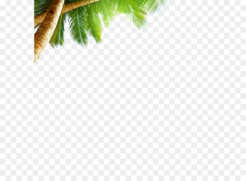 Beach Sea Sky AliExpress Wallpaper - coconut tree Beach Sea Sky AliExpress Wallpaper - coconut tree
