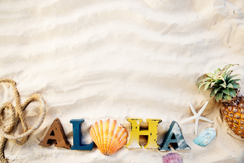 Beach seashell sea | Free stock photo - 67826 Beach seashell sea | Free stock photo - 67826