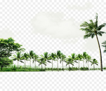 Beach Seaside resort Download - Green atmosphere coconut tree border texture 