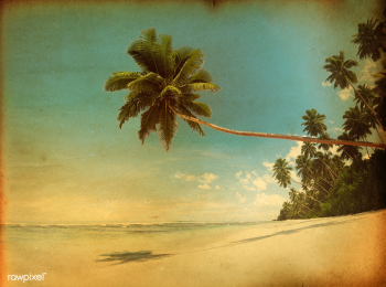 Beach vintage palm tree | Free stock photo - 95181