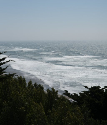 Beach Waves Through Trees Beach Waves Through Trees