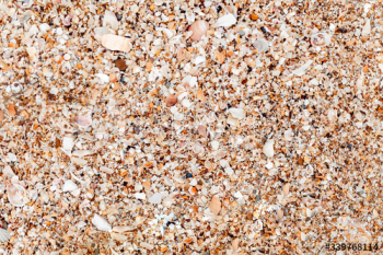 Beach with seashells Beach with seashells