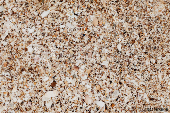 Beach with seashells Beach with seashells