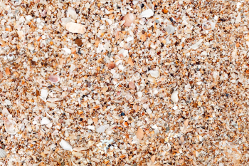 Beach with seashells | Free stock photo - 577798 Beach with seashells | Free stock photo - 577798