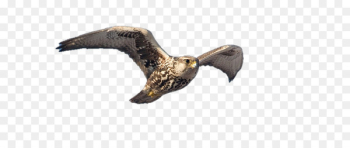 Beak Animal - zayed pennant Beak Animal - zayed pennant