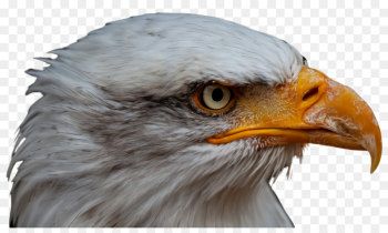 beak bird eagle bald eagle bird of prey beak bird eagle bald eagle bird of prey