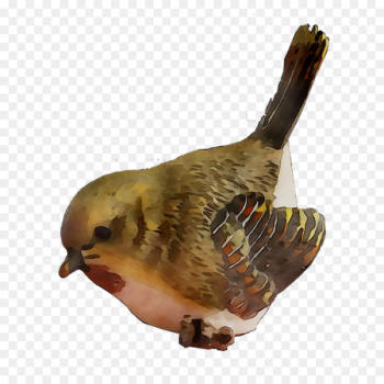 Beak Fauna Feather - Beak Fauna Feather -