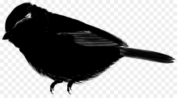 Beak Feather - Beak Feather -