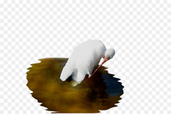 Beak Feather - Beak Feather -
