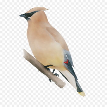 Beak Finches Fauna Neck Feather - Beak Finches Fauna Neck Feather -