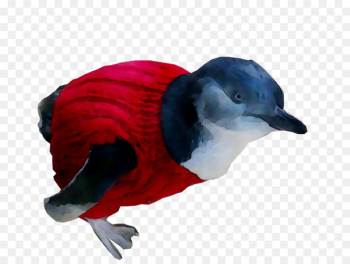 Beak Flightless bird Feather Fauna - Beak Flightless bird Feather Fauna -
