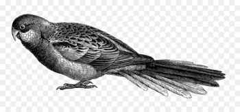 Beak Parrot Bird Finches Drawing - parrot Beak Parrot Bird Finches Drawing - parrot