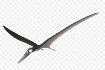 Beak - pterosaurs pictogram Beak - pterosaurs pictogram