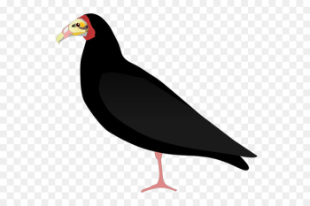 Beak Water bird Fauna Vulture - bird Beak Water bird Fauna Vulture - bird