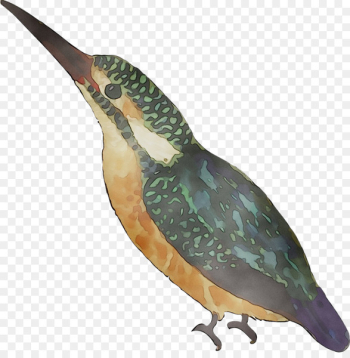Beak Water bird Feather Fauna - Beak Water bird Feather Fauna -