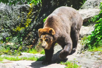 Bear Bear